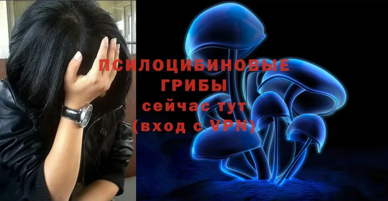 Галлюциногенные грибы Psilocybe  Вяземский 